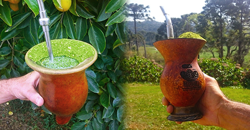 Cultivo de Erva Mate
